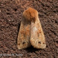 twin-spotted quaker (Orthosia munda) Kenneth Noble